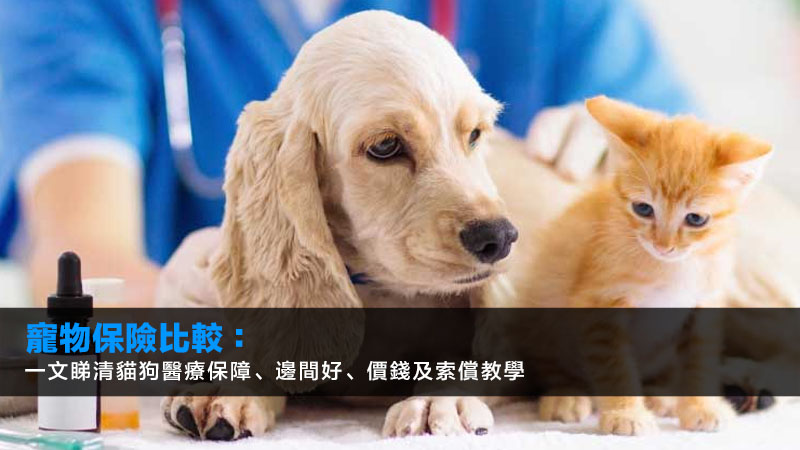 寵物保險比較:一文睇清貓狗醫療保障、邊間好、價錢及索償教學 1 寵物保險,寵物保險比較,貓保險,狗保險 寵物保險比較:一文睇清貓狗醫療保障、邊間好、價錢及索償教學