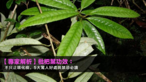 【2026專家解析】枇杷葉功效:不只止咳化痰,5大驚人好處與禁忌必讀
