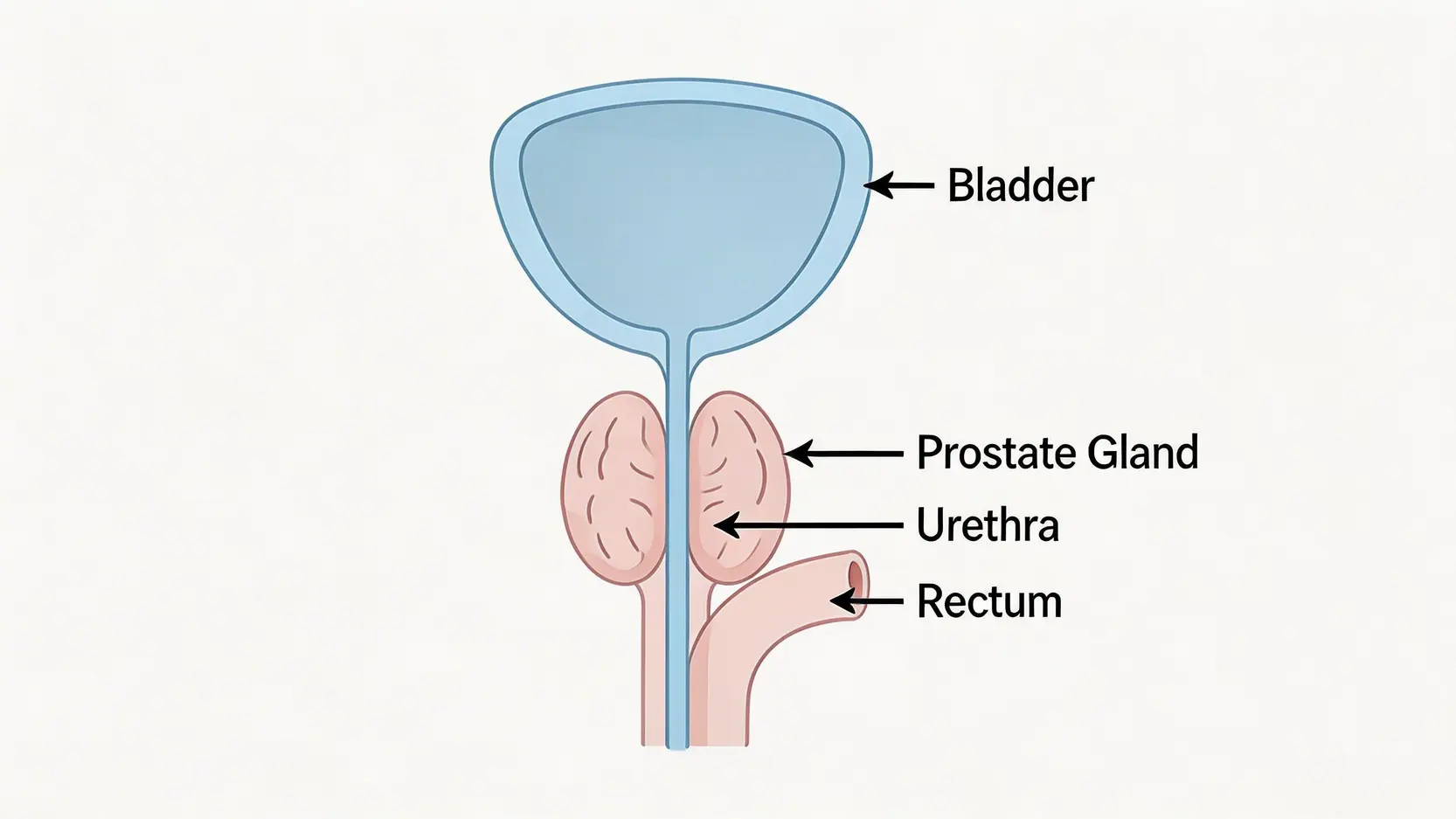 【2026前列腺癌懶人包】一篇搞懂成因、初期病徵、治療方案及存活率 2 前列腺癌,前列腺癌成因,前列腺癌初期病徵,前列腺癌治療 一張清晰展示男性前列腺位置的解剖示意圖,標示出膀胱、直腸和尿道等相關器官。